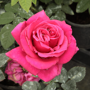 Görgény - trandafiri - www.ioanarose.ro